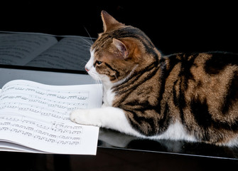 Gatto sul pianoforte con spartito - Cat on piano