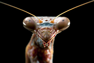 Praying mantis, isolated on black, body length 60mm