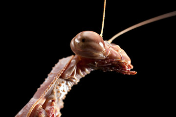 Praying mantis, isolated on black, body length 60mm