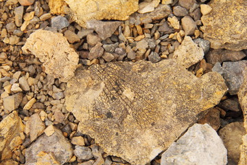 Petrified leaf, Spitsbergen (Svalbard)