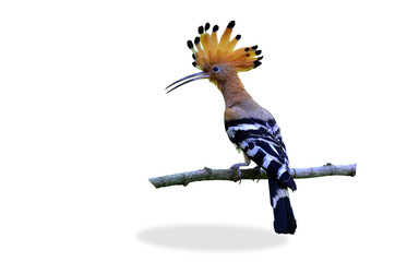 Common Hoopoe or Eurasian Hoopoe © prin79