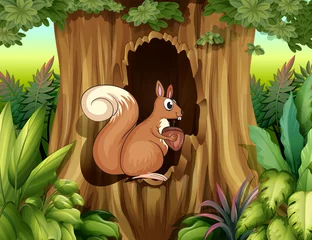 Photo sur Plexiglas Animaux de la forêt Un écureuil dans la forêt