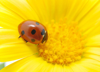 Obraz premium Ladybird