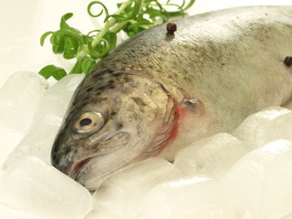 Fish in ice, close up