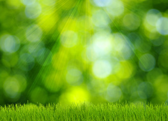 Fototapeta na wymiar grass and green background