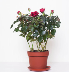 red roses in the pot