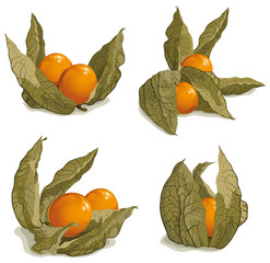set of ripe physalis