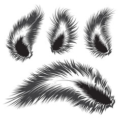 Obraz premium Set of vector feather silhouettes