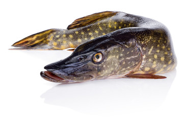 Fresh fish pike Isolated on white background