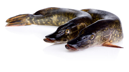 Two Fresh pike fish Isolated on white background