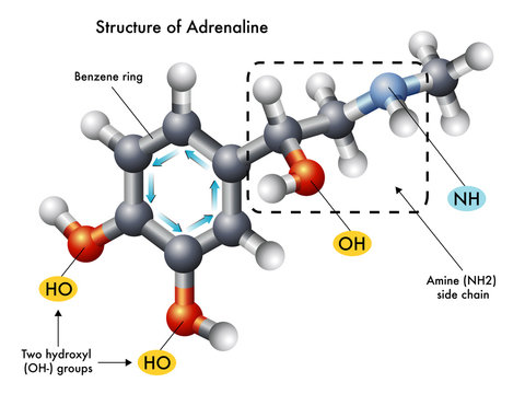 struttura adrenalina