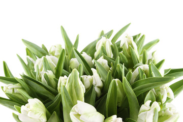 Tulips Bouquet isolated on white