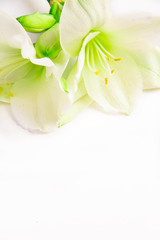 Obraz na płótnie Canvas Pojedyncze białe lilia