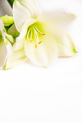 Obraz na płótnie Canvas Pojedyncze białe lilia