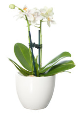Small orchid in flowerpot