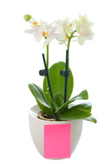 Small orchid in flowerpot with a blank paper