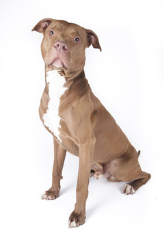 Pitbull Sitting On White Background