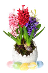 fresh hyacinth flowers in easter egg pot