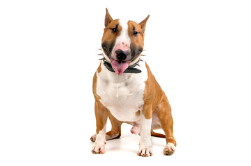 Bull Terrier