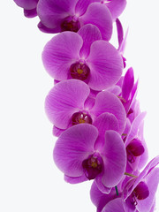 Obraz na płótnie Canvas Yukidian orchidea, różowa orchidea