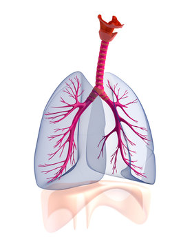Transtarent human lungs anatomy.