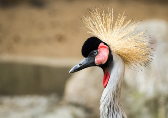 Fototapeta premium crowned crane in nihgtsafari chiangmai Thailand