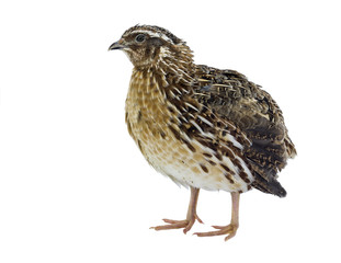 Adult quail isolated on white background
