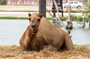 Arabian Camel