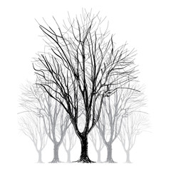 Obraz premium large bare tree without leaves - hand drawn