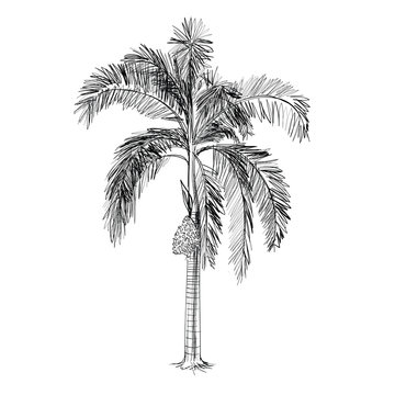 palm tree vector - hand drawn