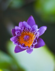 Fototapeta premium Purple lotus