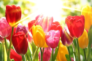 Printed kitchen splashbacks Tulip Fresh tulips in warm sunlight