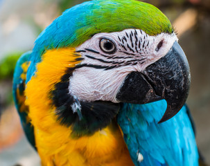 Blue & Gold Macaw closeup