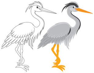Obraz premium Grey heron