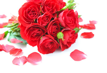 Red roses and petals on white background