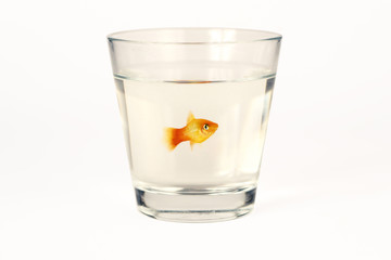 Poisson