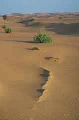 Arabian desert