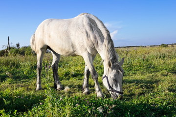 Naklejka na ściany i meble Biały koń wypas w polu w słoneczny dzień