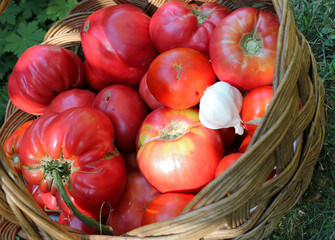 Bio tomatoes in wooden basket