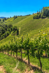 Fototapeta na wymiar Styrian Tuscany Vineyard near Leutschach, Styria, Austria