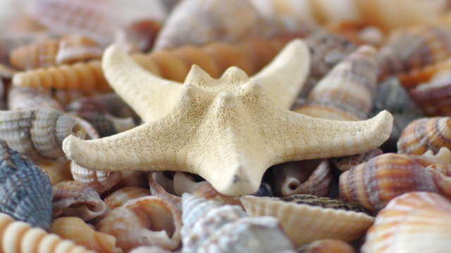 Starfish and Shells rotating, seamless looping.