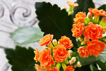 Kalanchoe