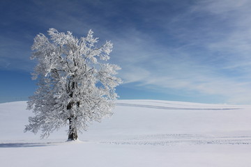Winterlandschaft