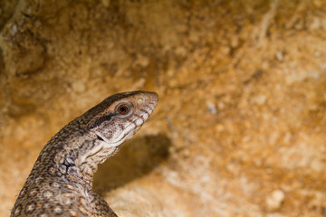 Varanus exanthematicus, savannah monitor lizards