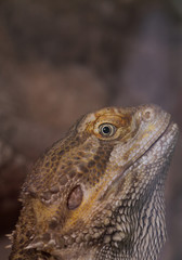 Bearded dragons