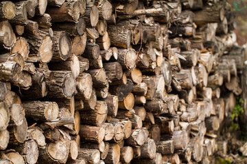 Winter firewood