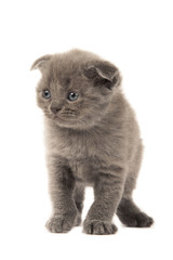 Obraz premium british blue shothair kitten