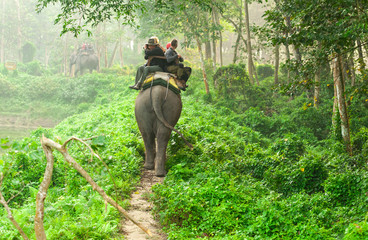 Elephant safari in chitwan forest Nepal - obrazy, fototapety, plakaty