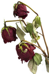 Three wilted roses isolated on white background