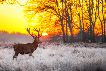 Red deer in morning sun - 49415225